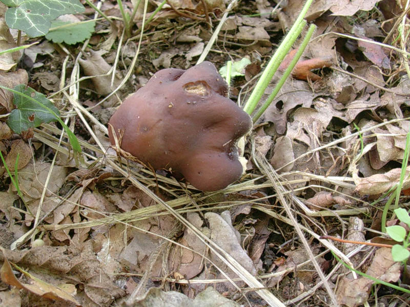 478 Ottobre vecchio ritrovamento